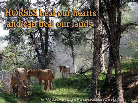 HEAL OUR LANDS